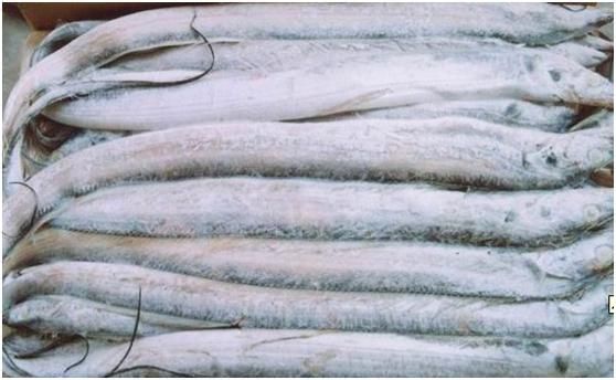 冷庫(kù)帶魚